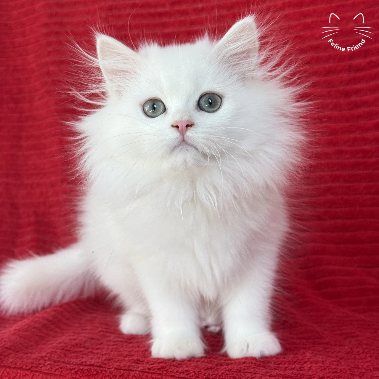 Marshmallow