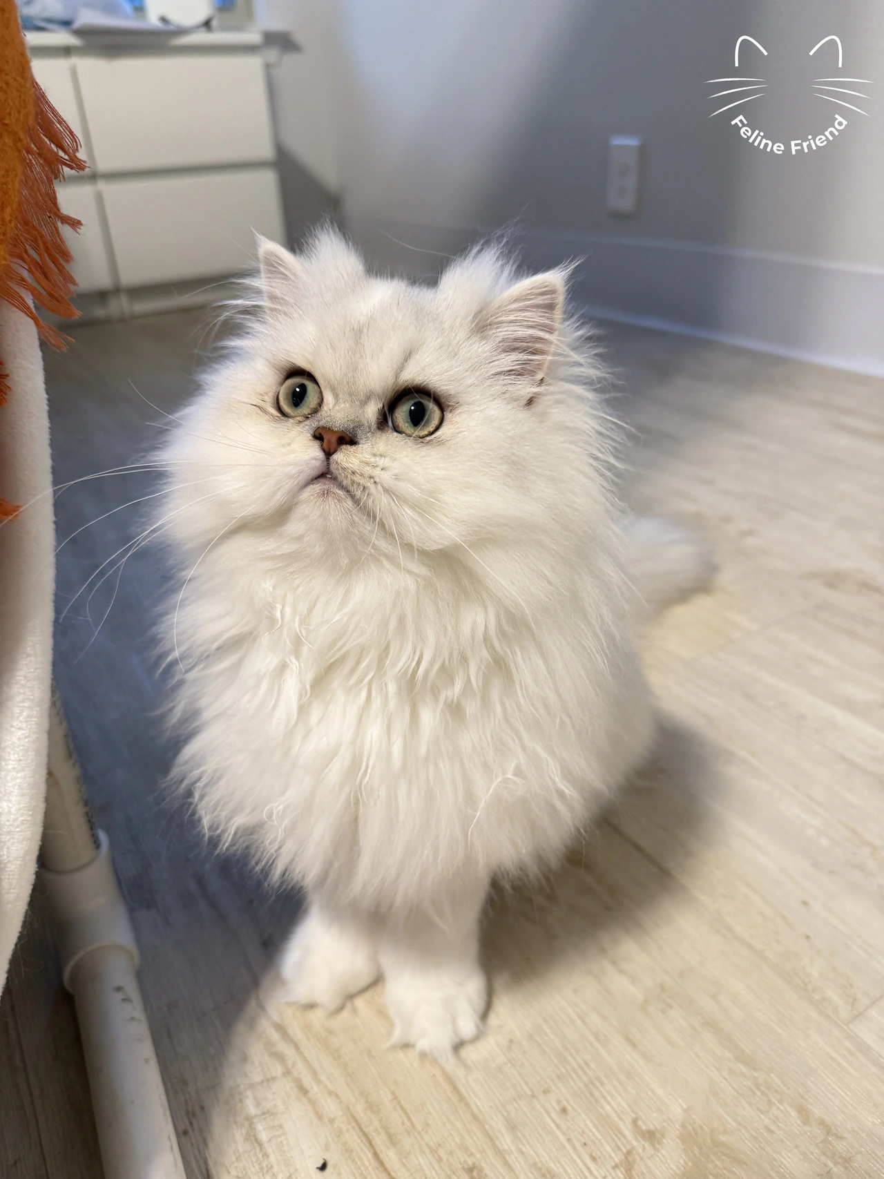 Nova