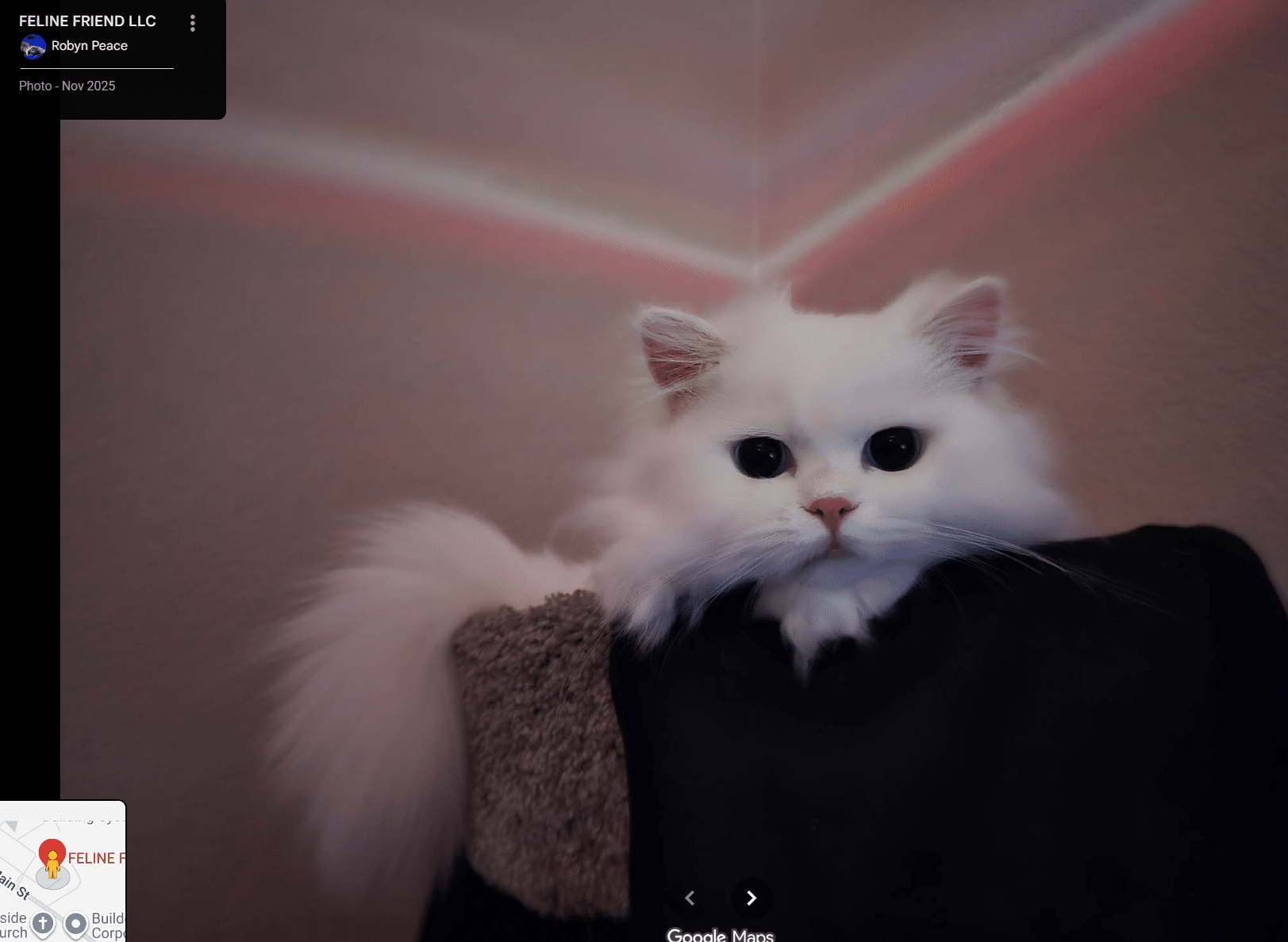 Persian kitten placed with Robert T., Texas