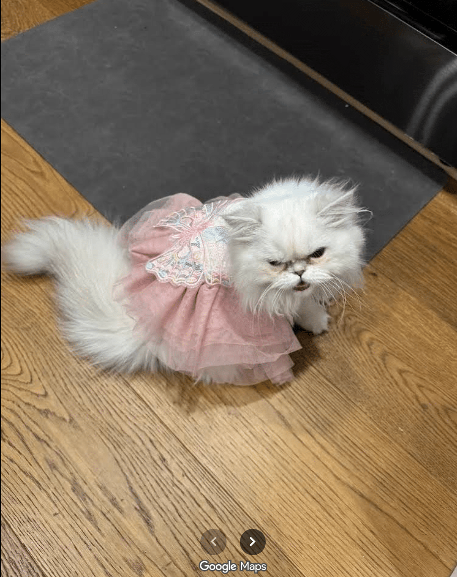 Persian kitten placed with Robyn P., Texas