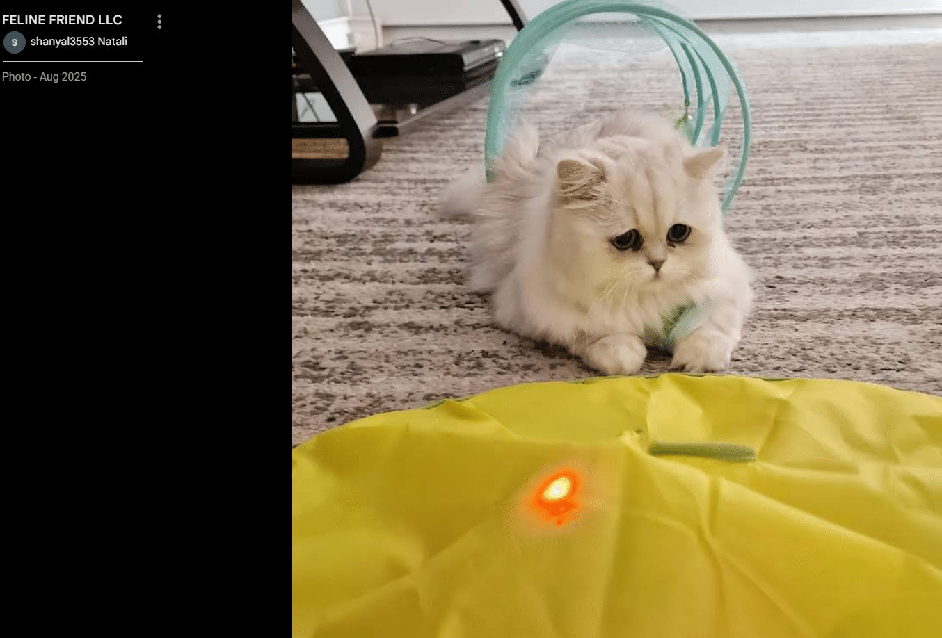 Persian kitten placed with Natali S., Plano, Texas